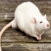 MrRat