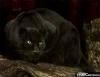 Чёрная молния_15