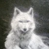 Wolf Consight
