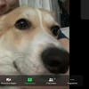 HZ_pupskakoyta