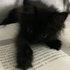 Danya_mit
