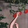 Roses and kisses