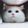 kimikolee