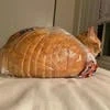 _lazy_kotyara_