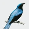 BlueLandlord