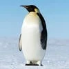 Pengu_Faust