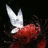 Euko