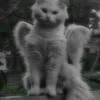 Shadovvy Catt