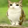MeowlFUN