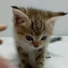 Мурлыка Мурлыкович