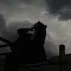 аннушка_уже_пролила_подсолнечное_масло
