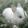 Ялюбл6чипсы