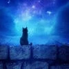 Mika_meow