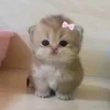 vanillla_echo