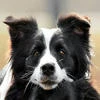 ILoveAnimals3538