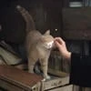 запечённое яблоко