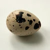 Quailegg