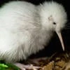 Just-Kiwi