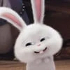 poorrabbit