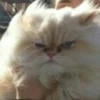 Тайджю