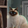 Комэйка_Теф