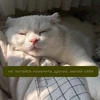София Линнская