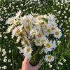 Ромашка_12987
