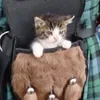 Лунатик де ля Фер