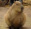 Hydrochoerus hydrochaeris