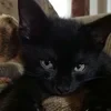 death with honor