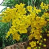 Cassia fistula L.