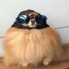 Гордая моль