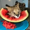 MeowNick