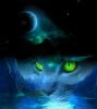кошка_луна
