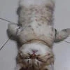 васькамур