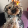 ЛиГрИк