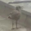 Ehion