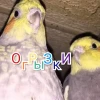 ОгРыЗкИ
