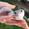 Технически Игорь