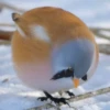 Mythris