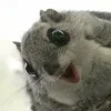 АнгельскаяСовка