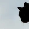 Bears_Tears