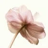 rossetto rosa.