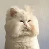 Зуёка