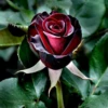 Niva.Black.Rose