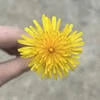 httpsri