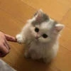 _чай с ромашкой12_