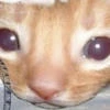 YeaIKira._.123