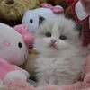 зефирчек в жопе апельсинчек