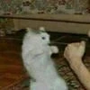 Няязххх